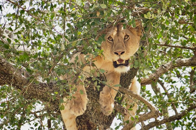 8 Day Spectacular Migration Serengeti mid -Range Tanzania Safari - Returning through the Serengeti keeps the wildlife coming