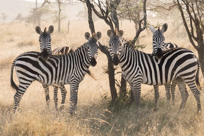 8 Day Spectacular Migration Serengeti mid -Range Tanzania Safari - Lake Manyara ends with birds, forest, and variety