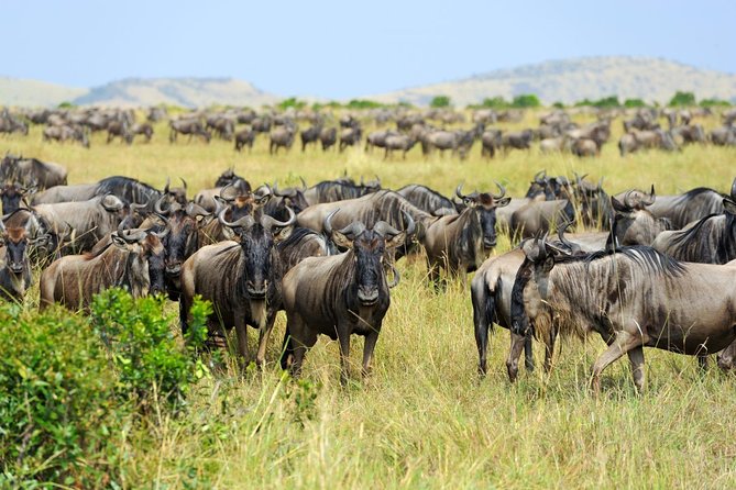 8 Day Spectacular Migration Serengeti mid -Range Tanzania Safari - Tarangire brings elephants close to the road