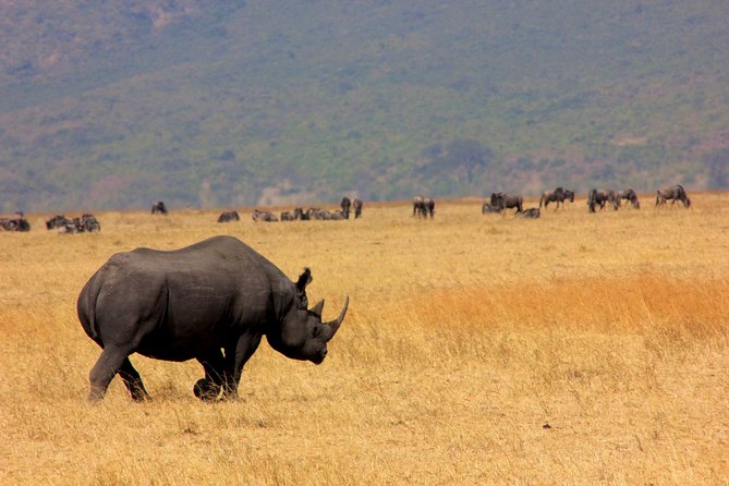 8 Days 7 Nights Tanzania Wildlife & Culture Lodge Safari - Day 2: Tarangire and its elephant country