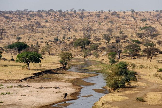 8 Days 7 Nights Tanzania Wildlife & Culture Lodge Safari - Day 4: A full day across the Serengeti