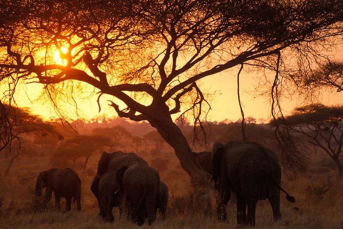 8 Days 7 Nights Tanzania Wildlife & Culture Lodge Safari - Day 6: Ngorongoro Crater’s concentrated wildlife