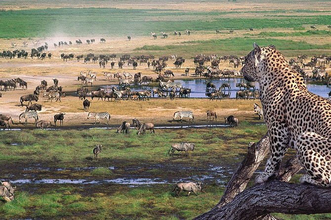 8 Days 7 Nights Tanzania Wildlife & Culture Lodge Safari - Day 1: Airport pickup and a practical start