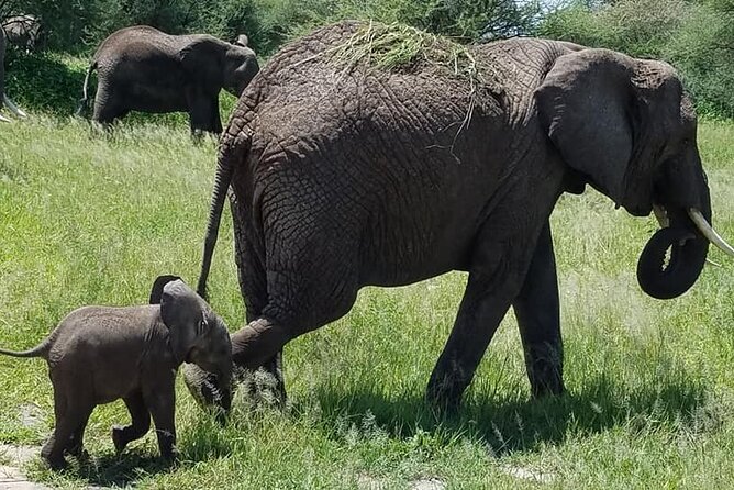 8 Days Great Wildebeest Calving Migration Safari from Arusha - Day 2: Elephants and baobabs in Tarangire
