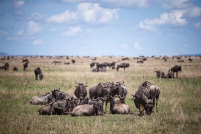 8 Days Great Wildebeest Calving Migration Safari from Arusha