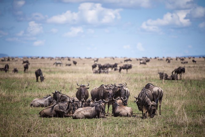 8 Days Great Wildebeest Calving Migration Safari from Arusha - Day 1: A soft landing in Arusha