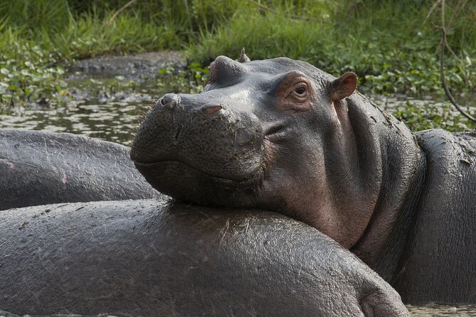8 Days Green Season Offer - Luxury Serena Safari - Crossing the Ngorongoro rim into the Serengeti
