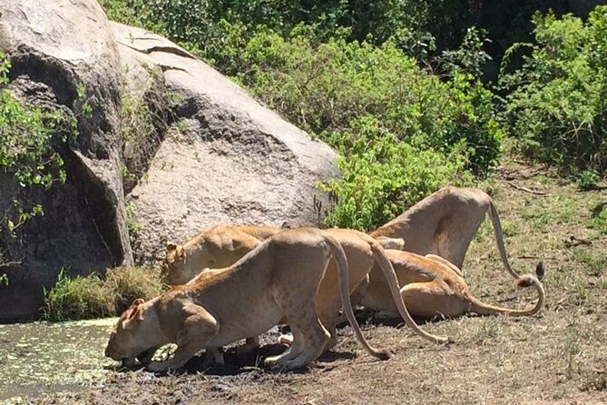 8 Days Green Season Offer - Luxury Serena Safari - Two days in the Serengeti, with migration expectations kept realistic
