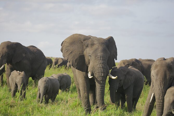 8 Days Green Season Offer - Luxury Serena Safari - Olduvai Gorge and the Ngorongoro rim