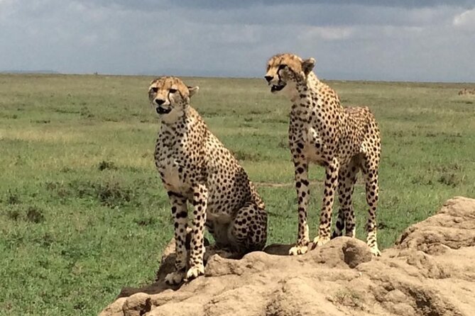 8 Days Green Season Offer - Luxury Serena Safari - A full day inside Ngorongoro Crater