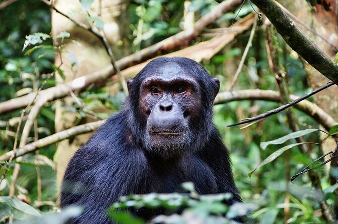 8 Days Safari to Mikumi, Ruaha & Udzungwa Mountains - What makes this southern Tanzania route special