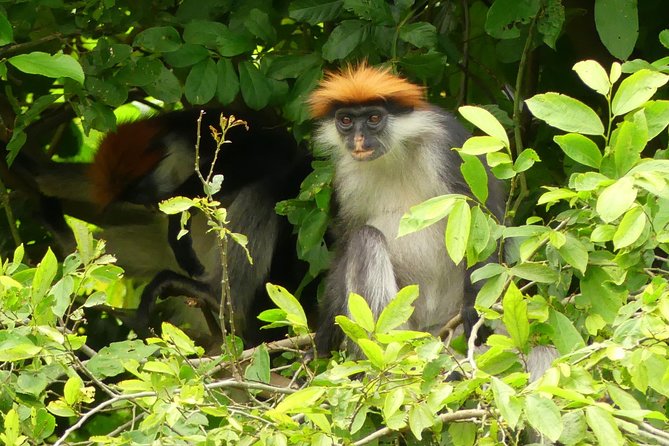 8 Days Safari to Mikumi, Ruaha & Udzungwa Mountains - Day 7: The Sanje Waterfalls hike