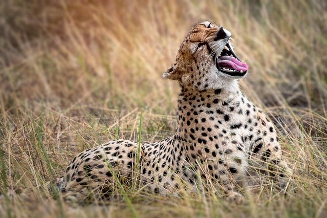 9-Day Serengeti Migration Footsteps Tanzania Safari - Day 1 in Arusha: a soft landing before safari roads
