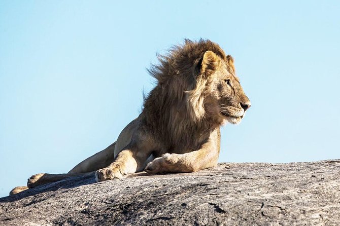 9-Day Serengeti Migration Footsteps Tanzania Safari - Day 7 from Serengeti to the Ngorongoro rim