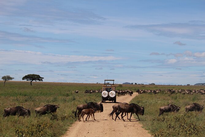 9-Day Serengeti Migration Footsteps Tanzania Safari - Day 8 at Ngorongoro Crater: a compact wildlife world