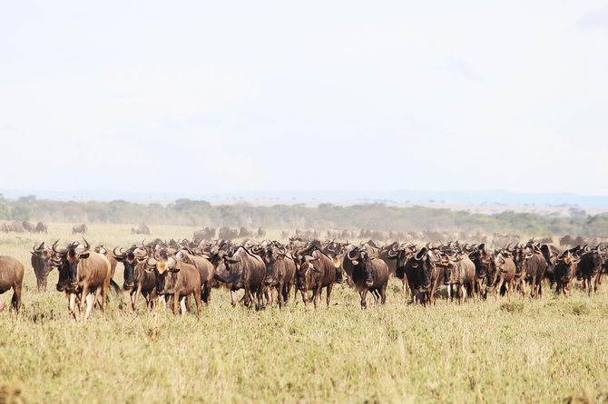 9-Day Serengeti Migration Footsteps Tanzania Safari - Day 2 at Tarangire: elephants beneath giant baobabs