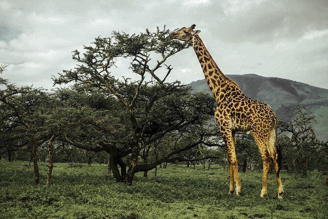 9-Day Ultimate Tanzania Honeymoon Safari Luxury Package - A 5:00 am balloon flight over the Serengeti