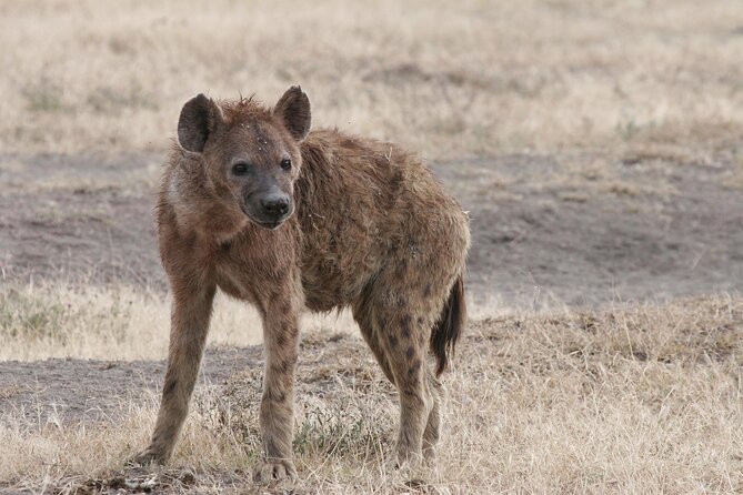 9-Day Ultimate Tanzania Honeymoon Safari Luxury Package - Lake Manyara, birdlife, and tree-climbing lions