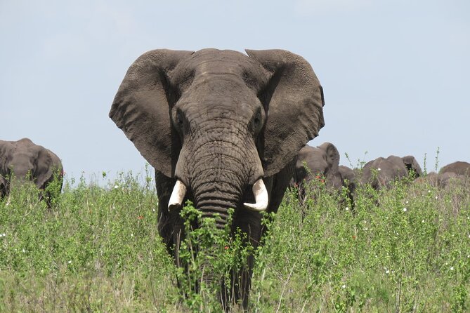 9 Days Safari To See Great Migration Crossing - What this nine-day route does well