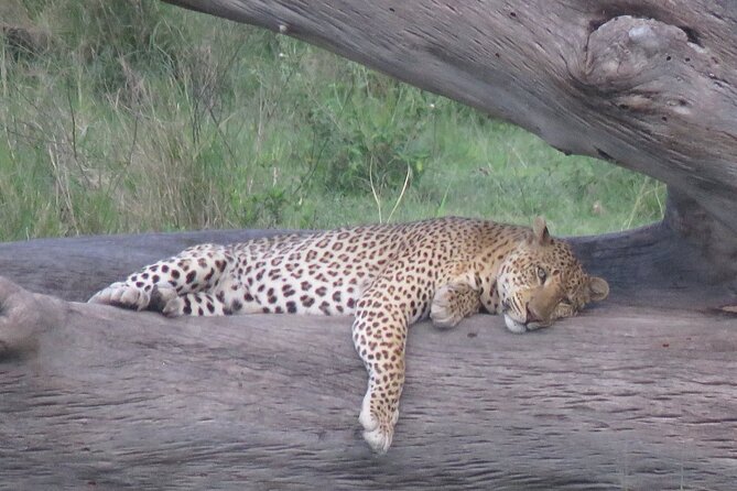9 Days Safari To See Great Migration Crossing - Day 3: Lake Manyara’s forest, springs, and birdlife