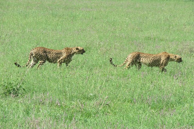 9 Days Safari To See Great Migration Crossing - Day 4: Through Ngorongoro to the Serengeti