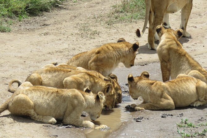 9 Days Safari To See Great Migration Crossing - Days 5 and 6: More time in the Serengeti