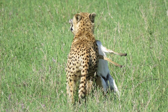 9 Days Safari To See Great Migration Crossing - Day 7: Following the migration