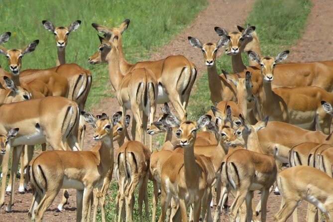 9 Days Safari To See Great Migration Crossing - Day 8: Leaving Serengeti for the crater rim