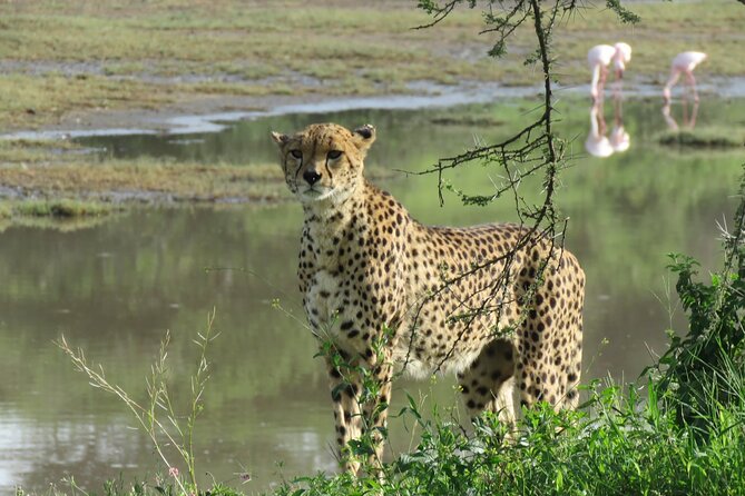 9 Days Safari To See Great Migration Crossing - Day 1: Arusha National Park and Momella Lakes