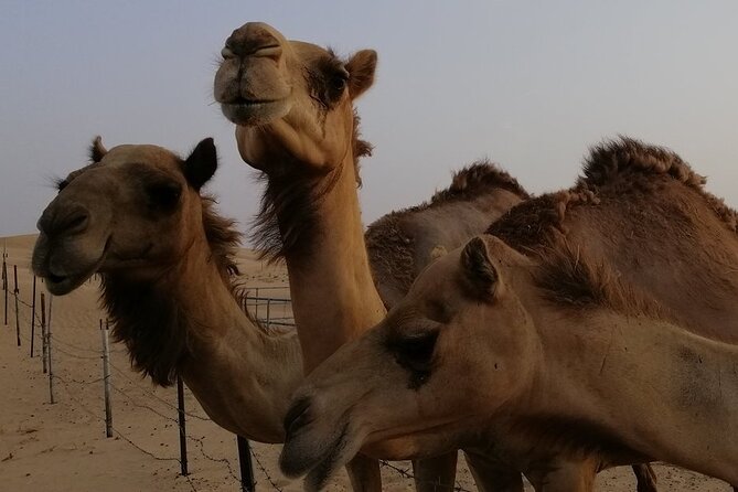 Abu Dhabi: 7-Hours Desert Safari with BBQ, Camel Ride & Sandboarding - The camel farm and first desert stop