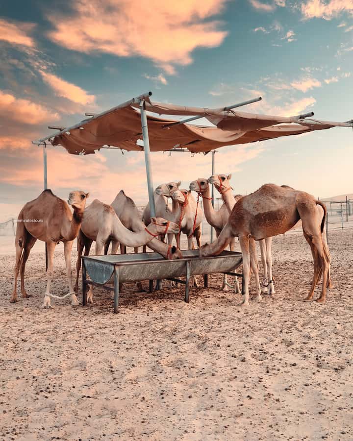 Abu Dhabi: Desert Safari with BBQ, Belly & Tannura Dance - Belly dance, tanoura, and fire show