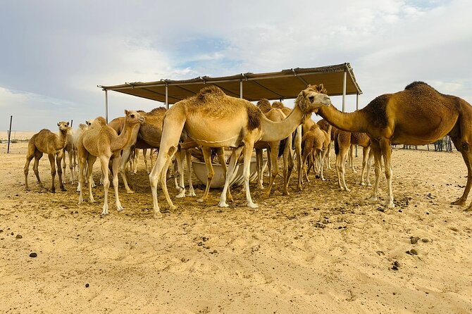 Abu Dhabi Desert Safari With BBQ Dinner & Live Shows - Belly dancing, fire, and spinning performances