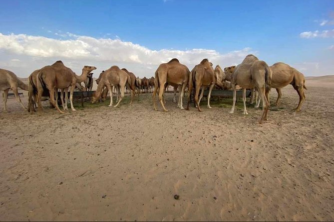 Abu Dhabi Desert safari with BBQ Dinner,Sandboarding & Camel ride - Arabic Coffee, Dates, Henna, and Shisha