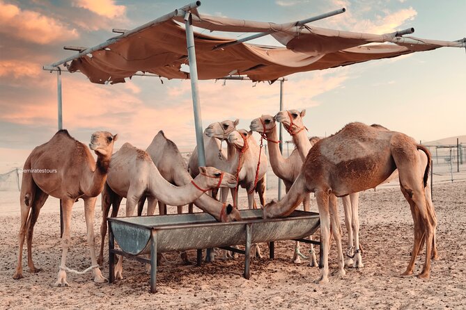 Abu Dhabi Evening Desert Safari BBQ, Camel Ride, Entertainments - The Bedouin-style camp and cultural activities