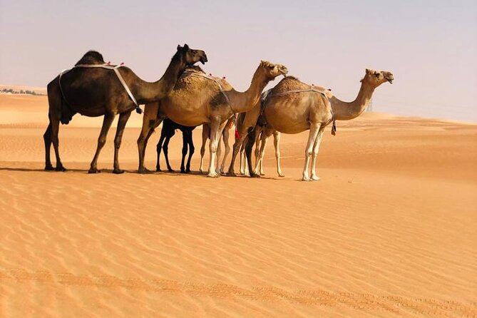 Abu Dhabi: Evening Desert Safari with Camel Ride, BBQ & Live Show - Sunset at the traditional camp