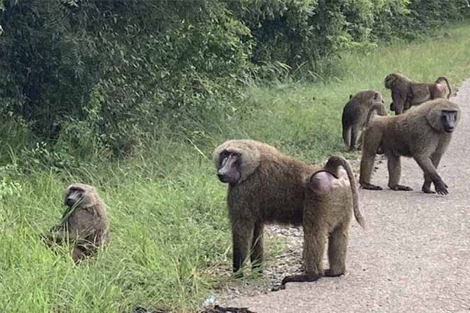 Accra Safari at Shai Hills and Boat Cruise + Cedis Beads - What the private format means for your day