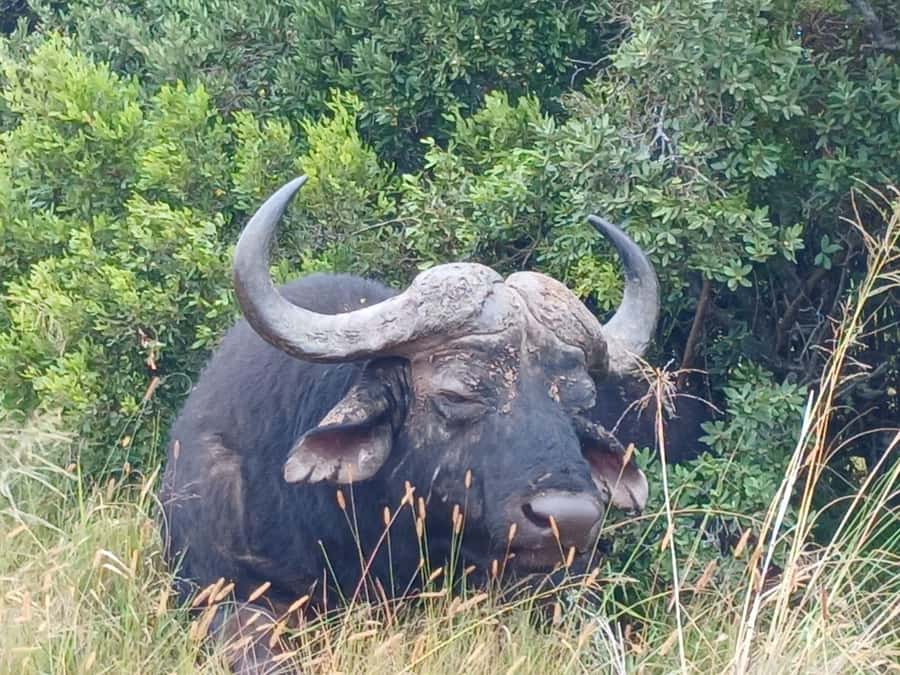 Addo Elephant Full Day Safari / Shore Excursions - Why Addo is a strong safari choice
