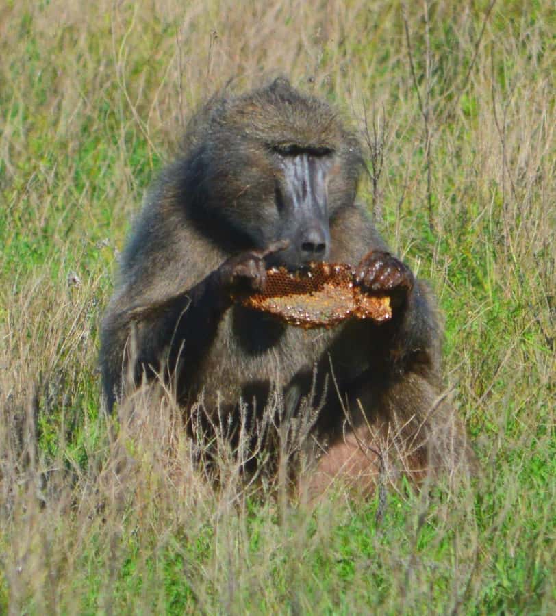 Addo Elephant Full Day Safari / Shore Excursions - The second three-hour game drive