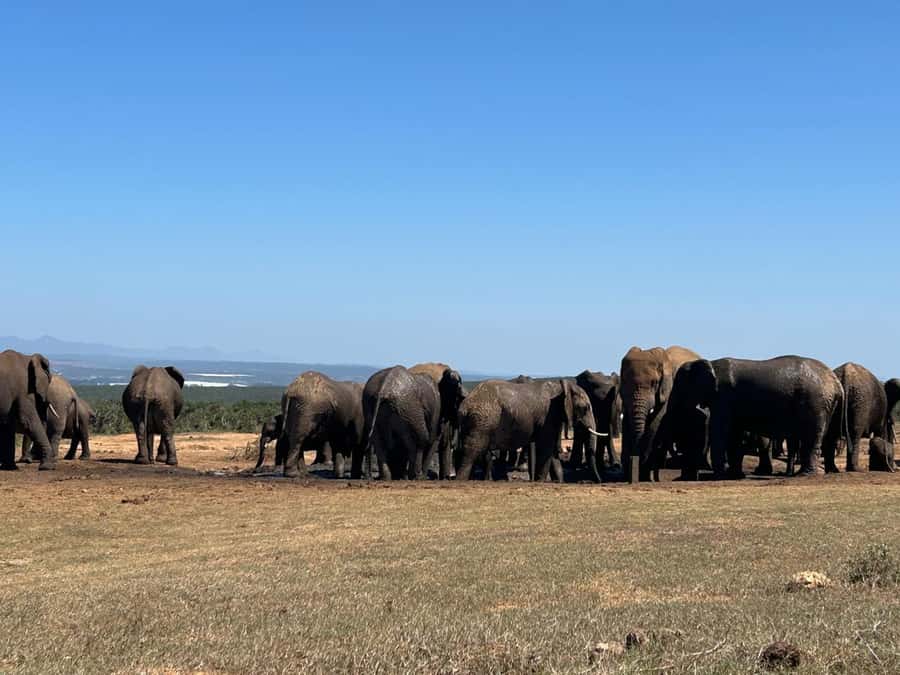 Addo Elephant Full Day Safari / Shore Excursions - Price and what the $152 includes