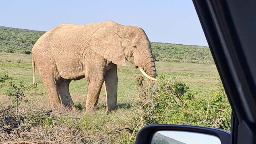 Addo Elephant Full Day Safari / Shore Excursions - Group size, comfort, and accessibility