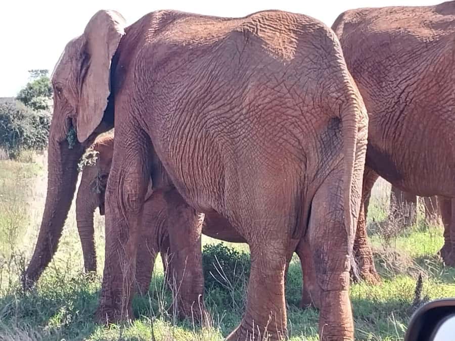 Addo Elephant Full Day Safari / Shore Excursions - Who will enjoy this safari most