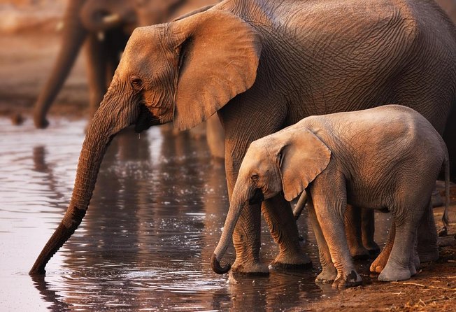 Addo Elephant Full Day Safari with a Traditional South African Braai (BBQ) Lunch - Key points before you book