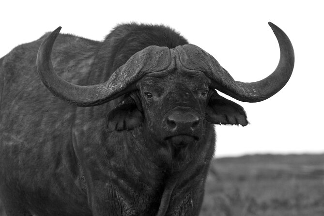 Addo Elephant Full Day Safari with a Traditional South African Braai (BBQ) Lunch - The South African braai at lunchtime
