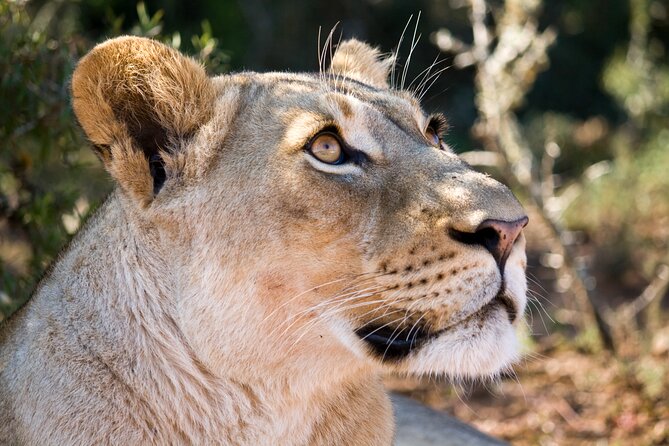 Addo Elephant Full Day Safari with a Traditional South African Braai (BBQ) Lunch - The afternoon drive and the long return