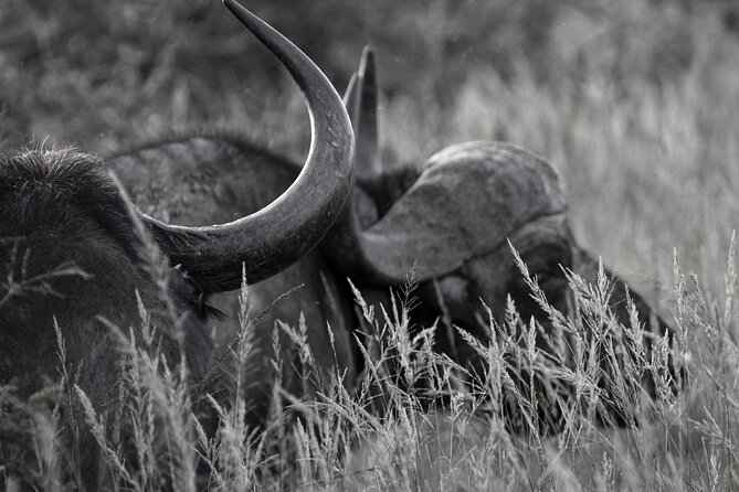 Addo Elephant Full Day Safari with a Traditional South African Braai (BBQ) Lunch - Price, group size, and overall value