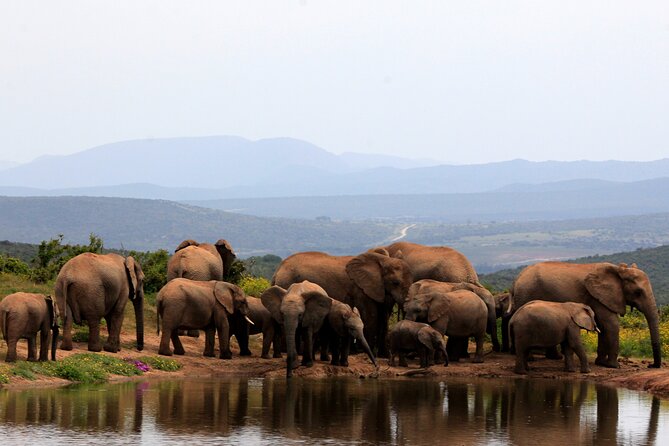 Addo Elephant Full Day Safari with a Traditional South African Braai (BBQ) Lunch - A bush coffee stop around 10:30 a.m.