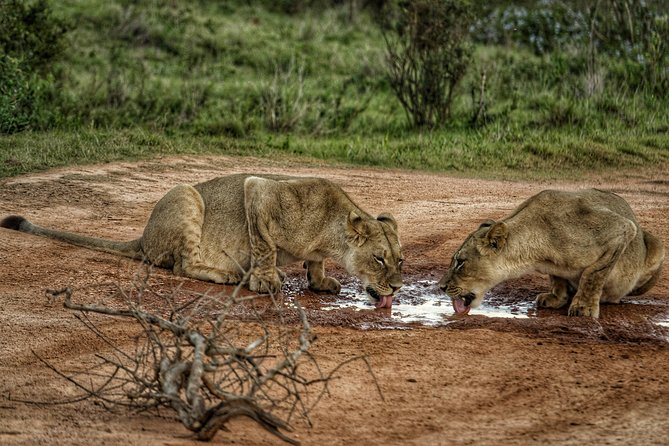 Addo Elephant National Park All Inclusive Full-Day Safari - The Morning Game Drive: Best Chance for Busy Wildlife