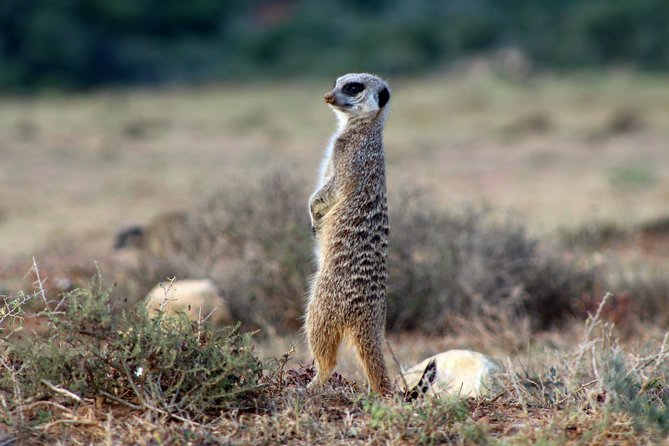 Addo Elephant National Park All Inclusive Full-Day Safari - Lunch Inside Addo