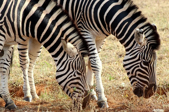 Addo Elephant National Park All Inclusive Full-Day Safari - The Afternoon Drive: Persistence Pays Off