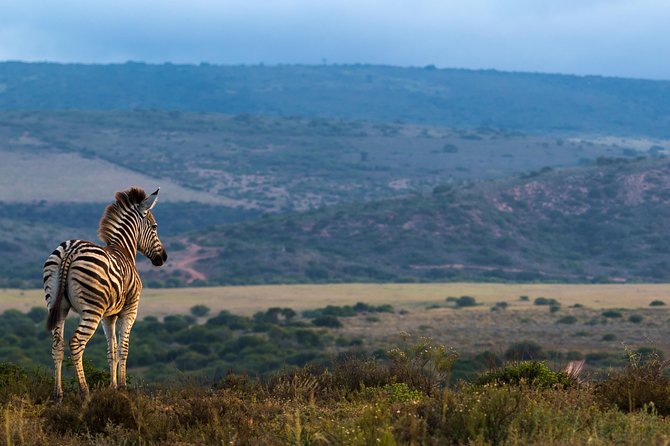 Addo Elephant National Park All Inclusive Full-Day Safari - What Wildlife Can You Realistically See?